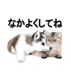 ワンニャ2（個別スタンプ：3）