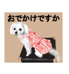 ワンニャ2（個別スタンプ：7）