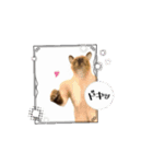 お酒とネコ好きな日常会話35（個別スタンプ：2）