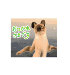 お酒とネコ好きな日常会話35（個別スタンプ：9）