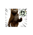 お酒とネコ好きな日常会話35（個別スタンプ：10）