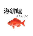 「海」のつく生き物＊漢字クイズ（個別スタンプ：14）