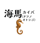 「海」のつく生き物＊漢字クイズ（個別スタンプ：22）