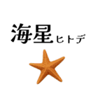 「海」のつく生き物＊漢字クイズ（個別スタンプ：28）