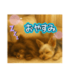 リアルないっぬたち（個別スタンプ：8）