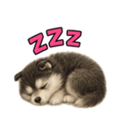 子犬verハスキー（個別スタンプ：4）