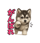 子犬verハスキー（個別スタンプ：5）