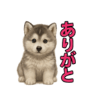 子犬verハスキー（個別スタンプ：10）