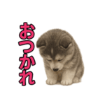 子犬verハスキー（個別スタンプ：11）