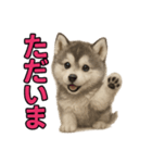 子犬verハスキー（個別スタンプ：12）