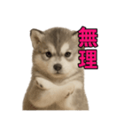 子犬verハスキー（個別スタンプ：13）
