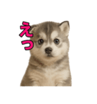 子犬verハスキー（個別スタンプ：14）