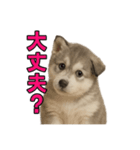 子犬verハスキー（個別スタンプ：15）