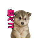 子犬verハスキー（個別スタンプ：16）