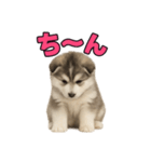 子犬verハスキー（個別スタンプ：18）