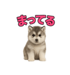 子犬verハスキー（個別スタンプ：19）