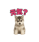 子犬verハスキー（個別スタンプ：20）
