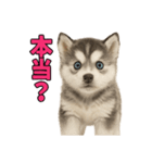 子犬verハスキー（個別スタンプ：21）
