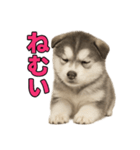 子犬verハスキー（個別スタンプ：22）