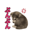 子犬verハスキー（個別スタンプ：23）