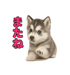 子犬verハスキー（個別スタンプ：24）