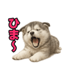 子犬verハスキー（個別スタンプ：27）