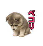 子犬verハスキー（個別スタンプ：28）