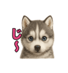 子犬verハスキー（個別スタンプ：31）
