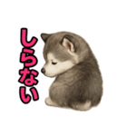 子犬verハスキー（個別スタンプ：34）