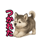 子犬verハスキー（個別スタンプ：36）