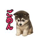 子犬verハスキー（個別スタンプ：40）