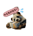 日常くまちゃんスタンプたち（個別スタンプ：35）