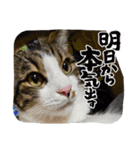 豆大福(さんま)と仲間達（個別スタンプ：1）