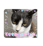 豆大福(さんま)と仲間達（個別スタンプ：4）