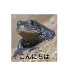 生き物（リアル）（個別スタンプ：8）