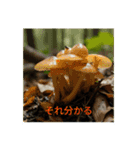 生き物（リアル）（個別スタンプ：14）