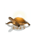 生き物（リアル）（個別スタンプ：16）