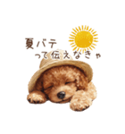 夏！暑さに負けないトイプードル（個別スタンプ：9）