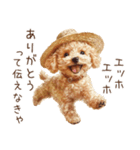 夏！暑さに負けないトイプードル（個別スタンプ：16）