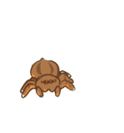 アザラシ＆ハエトリグモSeal＆Jumpingspider（個別スタンプ：8）