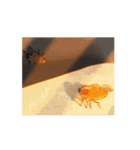 アザラシ＆ハエトリグモSeal＆Jumpingspider（個別スタンプ：11）
