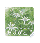 礼文の花(自由文字スタンプ) vol.2（個別スタンプ：2）