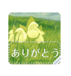 礼文の花(自由文字スタンプ) vol.2（個別スタンプ：5）