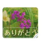 礼文の花(自由文字スタンプ) vol.2（個別スタンプ：6）