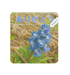 礼文の花(自由文字スタンプ) vol.2（個別スタンプ：20）