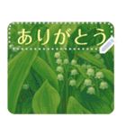 礼文の花(自由文字スタンプ) vol.2（個別スタンプ：21）