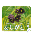 礼文の花(自由文字スタンプ) vol.2（個別スタンプ：22）