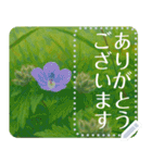 礼文の花(自由文字スタンプ) vol.2（個別スタンプ：23）