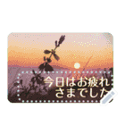 礼文の花(自由文字スタンプ) vol.2（個別スタンプ：24）