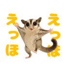 伝えたいフクモモ（個別スタンプ：1）